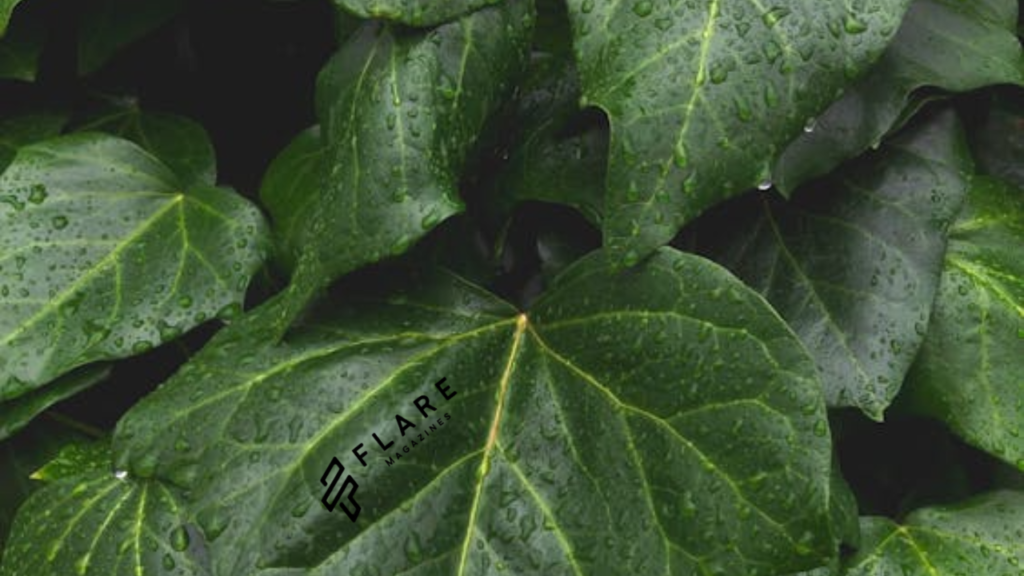 Kratom Strain Chart
