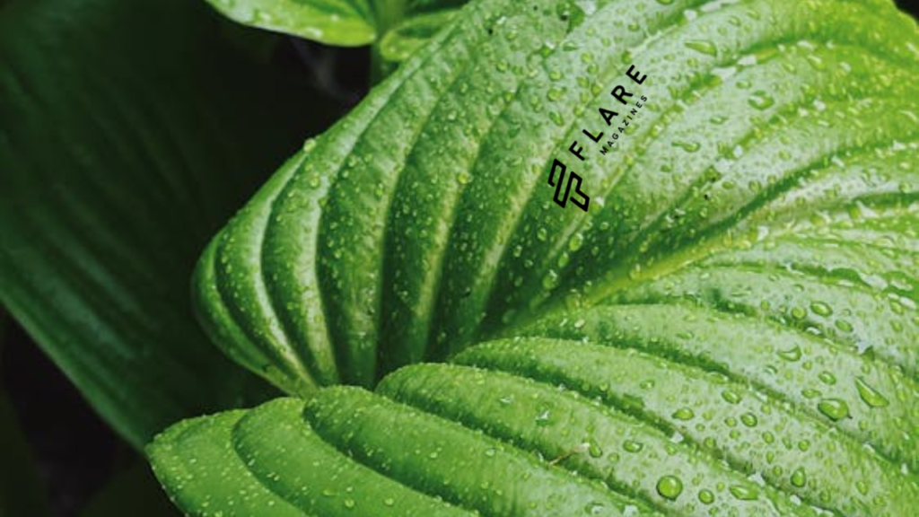 Kratom Strain Chart