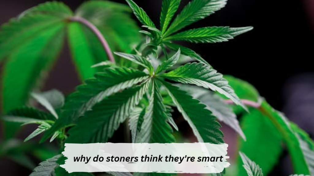 why do stoners think they're smart